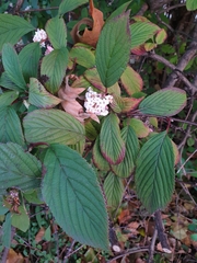 Viburnum farreri