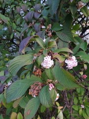 Viburnum farreri