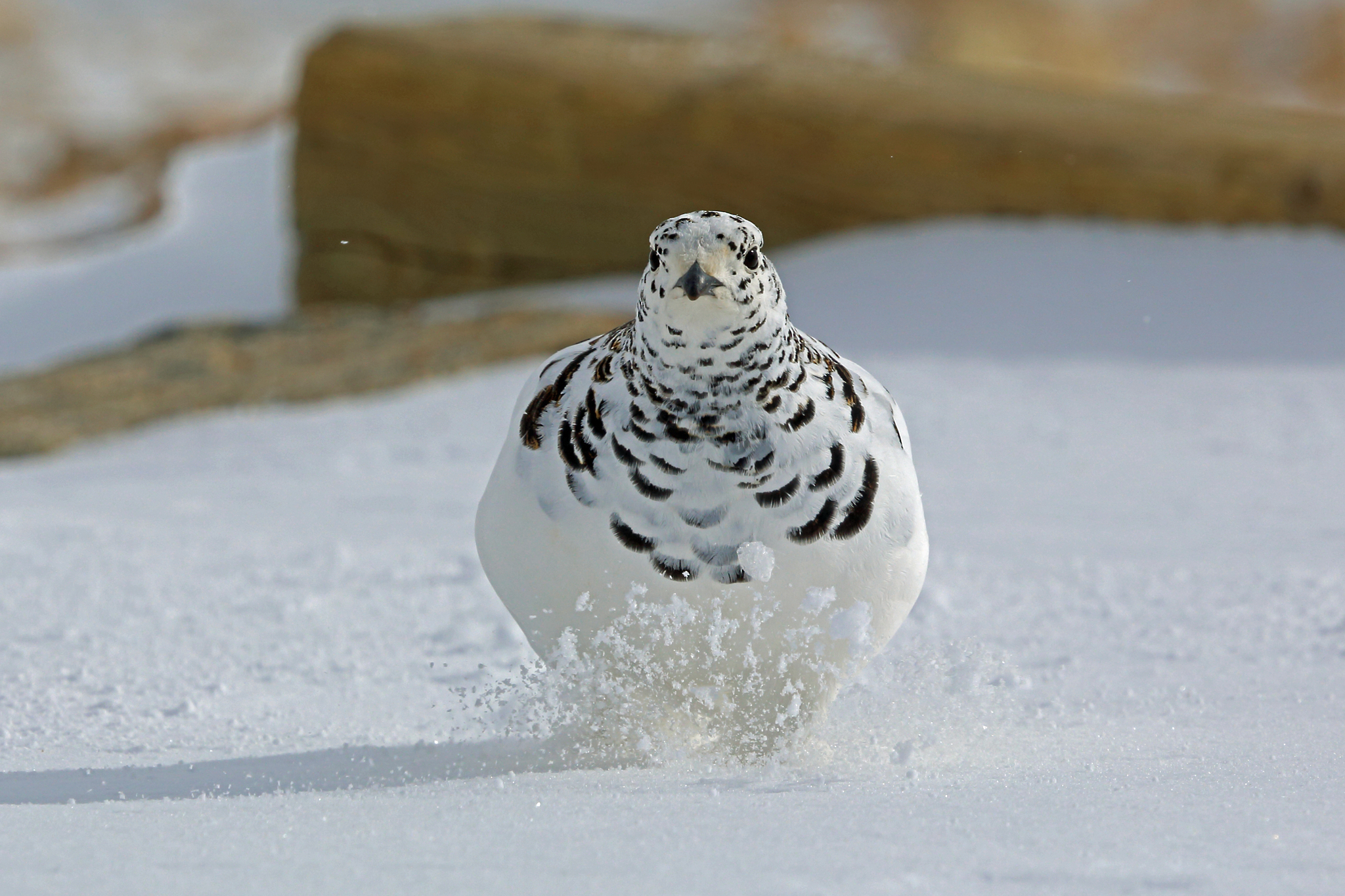 White-tailed Ptarmigan illustration