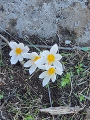 Crocus aleppicus