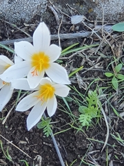 Crocus aleppicus