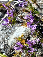 Merciera azurea