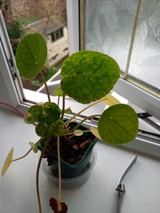 Pilea peperomioides