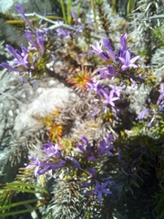 Merciera azurea