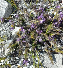 Merciera azurea