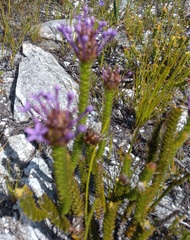 Rhigiophyllum squarrosum