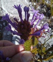 Rhigiophyllum squarrosum