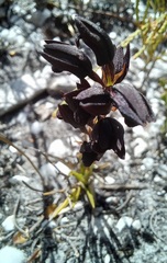 Eulophia ustulata