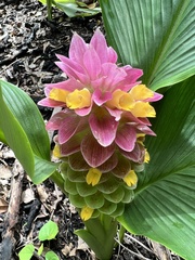 Curcuma australasica
