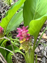 Curcuma australasica