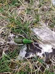 Eupholidoptera chabrieri