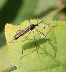 Gnophomyia