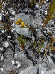 Eulophia ustulata