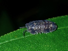 Armadillidae
