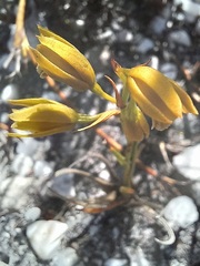 Eulophia ustulata