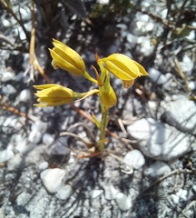 Eulophia ustulata