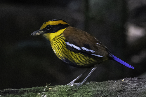 Bornean Banded Pitta