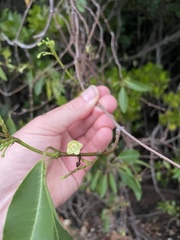 Gymnanthera oblonga