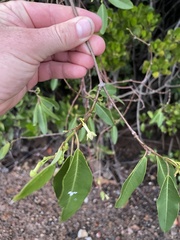 Gymnanthera oblonga