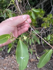 Gymnanthera oblonga