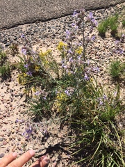 Ipomopsis multiflora