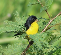 Spinus psaltria