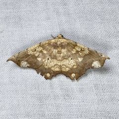 Polyacme dissimilis