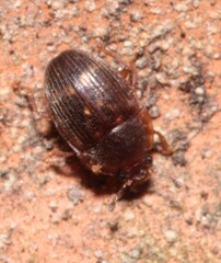 Stelidota geminata