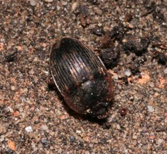 Stelidota geminata