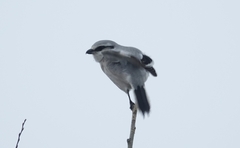 Lanius sphenocercus