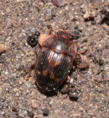 Stelidota geminata