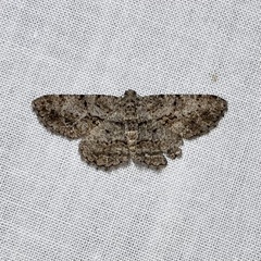 Psilalcis isombra