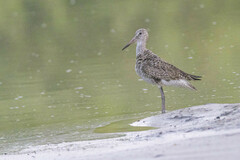 Tringa semipalmata semipalmata
