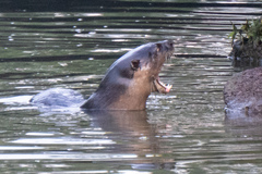 Lutrogale perspicillata