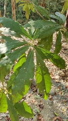 Machilus