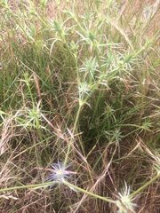 Eryngium ovinum