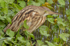 Ixobrychus sinensis