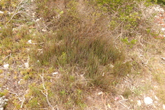 Hypodiscus procurrens