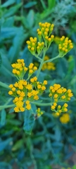 Senecio odoratus