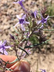 Ipomopsis multiflora