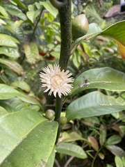 Eupomatia laurina