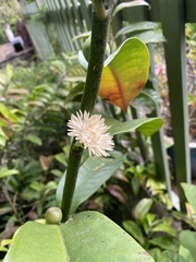 Eupomatia laurina
