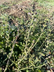 Salvia verbenaca
