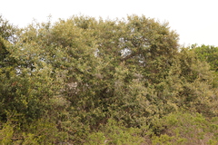 Tarchonanthus littoralis