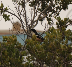 Laniarius ferrugineus