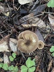 Pluteus plautus