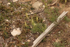 Reseda lutea