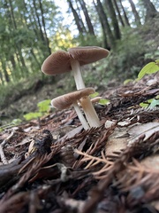 Pluteus plautus