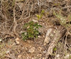 Knowltonia vesicatoria