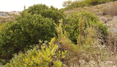 Passerina paleacea